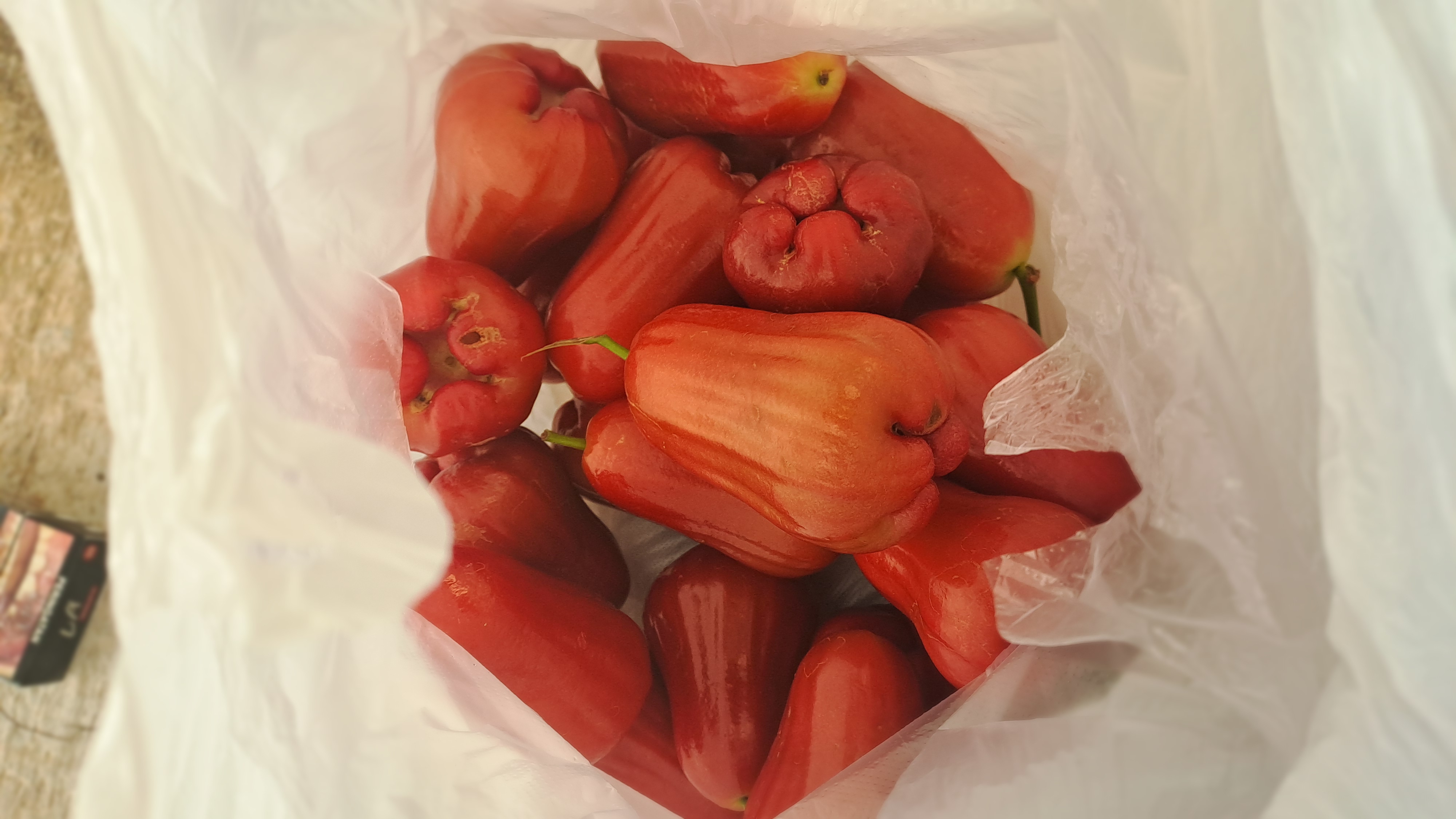 Jambu citra